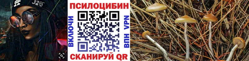 сколько стоит  Ак-Довурак  ОМГ ОМГ ТОР  Псилоцибиновые грибы Magic Shrooms 